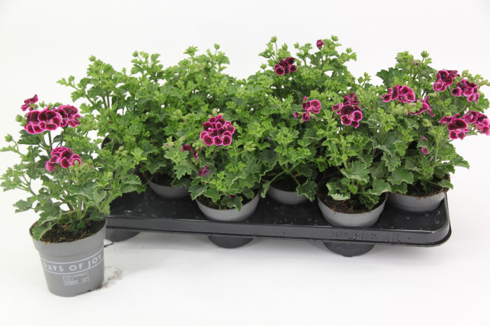 Pelargonium crispum 'Lemona' D10.5cm — mușcată lămâie [7]