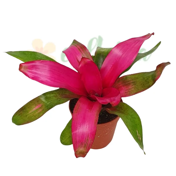Neoregelia 'Donna' D12 [1]