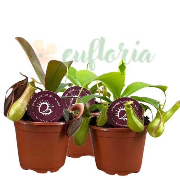 Nepenthes alata – Plantă carnivoră cu frunze în formă de ulcior [2]