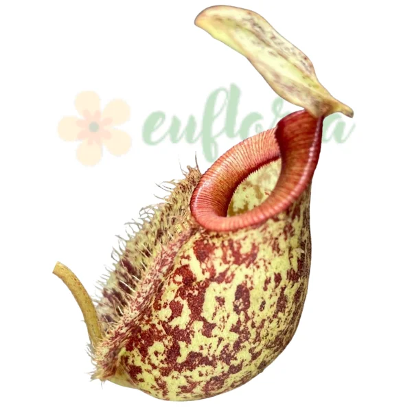 Nepenthes hookeriana – Plantă carnivoră hibridă naturală [2]