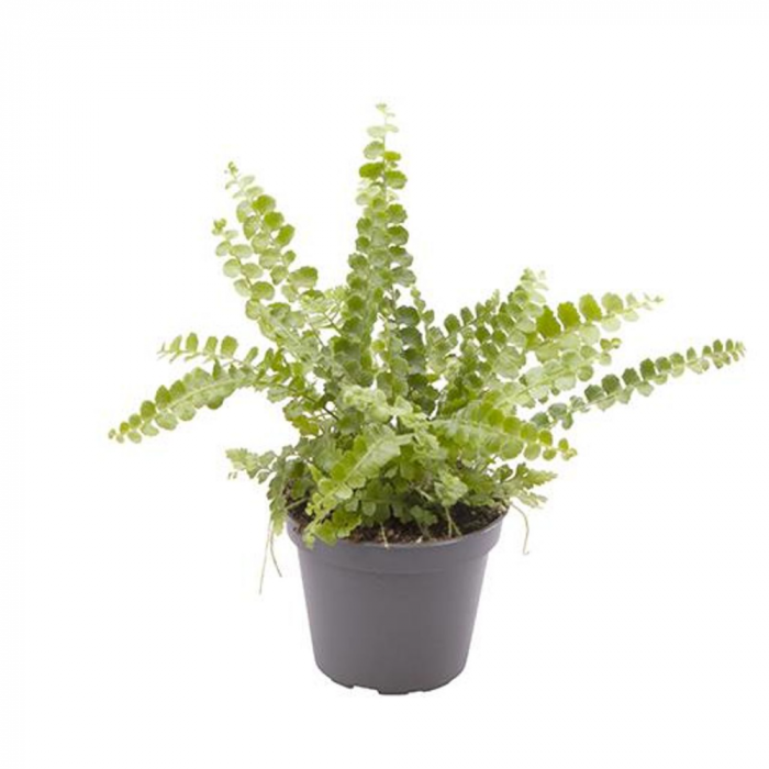 Nephrolepis exaltata 'Duffy' [1]