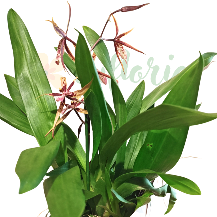 Orhidee Brassia (Spider Orchid) cu flori-păianjen galben-verzui, orhidee parfumată [3]