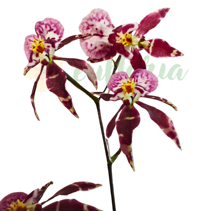 Orhidee Brassidium cu flori mici stelate galben-brune, orhidee hibridă parfumată [2]