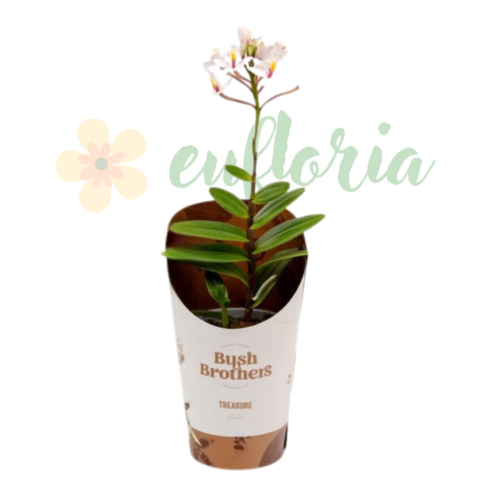 Epidendrum D9cm — orhidee crucifix [3]