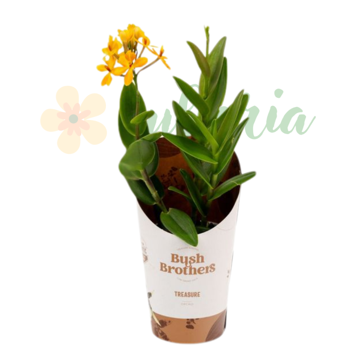 Epidendrum D9cm — orhidee crucifix [4]