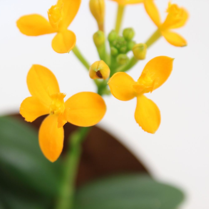 Epidendrum D9cm — orhidee crucifix [8]