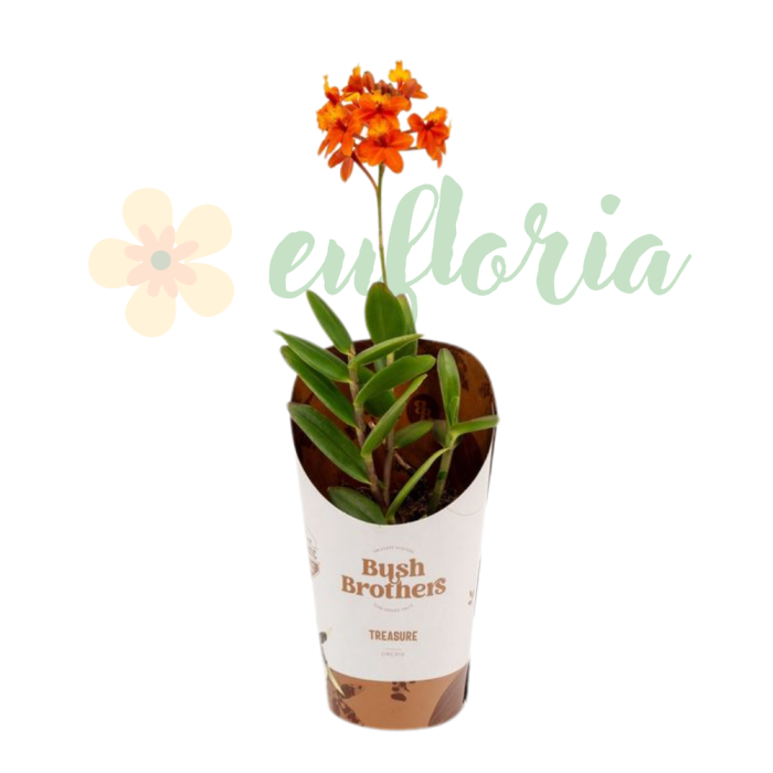 Epidendrum D9cm — orhidee crucifix [5]