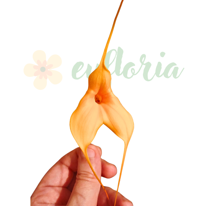 Orhidee Masdevallia cu flori triunghiulare vibrante, orhidee andină de colecție [3]