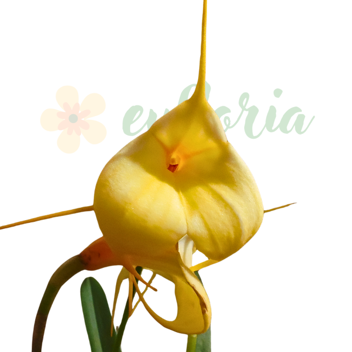 Orhidee Masdevallia cu flori triunghiulare vibrante, orhidee andină de colecție [2]