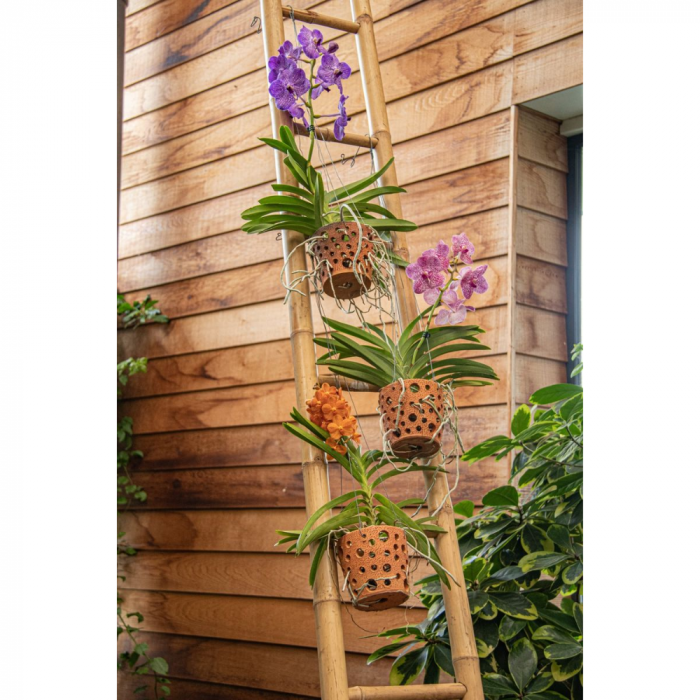 Orhidee naturală VANDA cu flori albe cu ghiveci ceramic perforat și agățătoare [2]