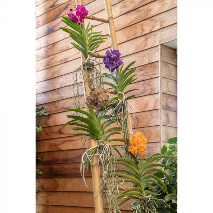 Orhidee naturală VANDA cu flori indigo și cu agățătoare [2]