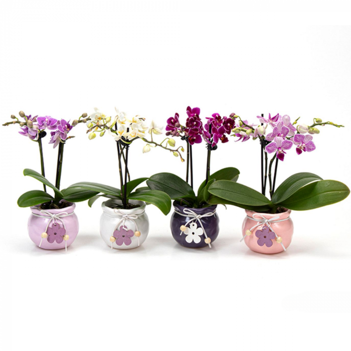 Orhidee Phalaenopsis cu flori roz în ghiveci ceramic cu decorațiune [2]
