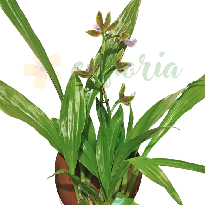 Orhidee Zygopetalum cu flori verzi-brune și labelum violet-roz, orhidee cu parfum extrem de intens [3]
