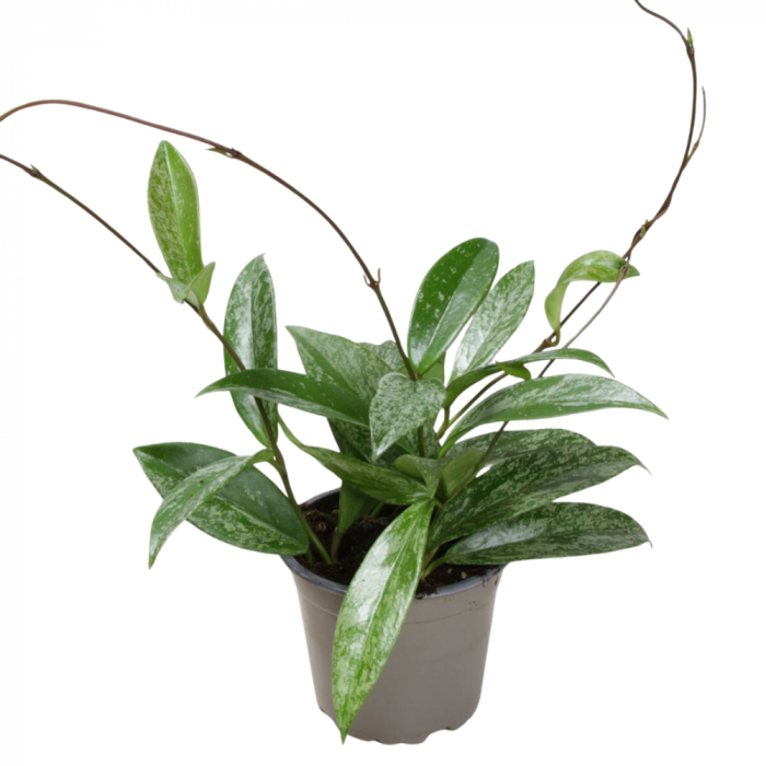 Pachet promoțional Hoya pubicalyx: Standard, Splash și Silver Spot [3]