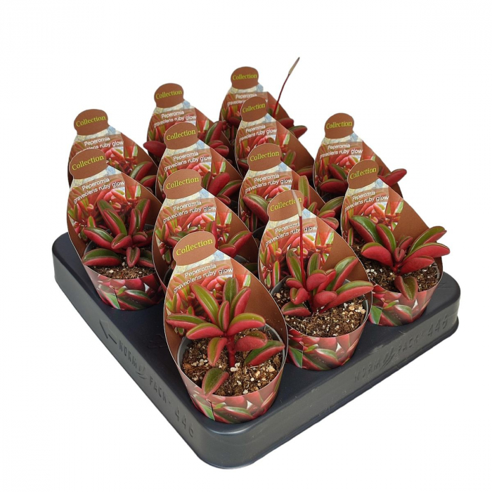 Peperomia graveolens 'Ruby Glow' [2]