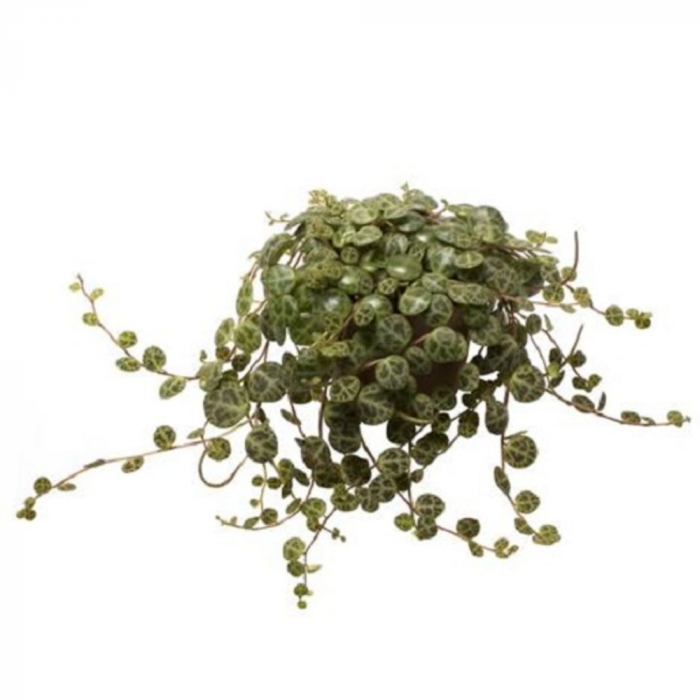 Peperomia Prostrata în ghiveci - frunze mici verzi cu model decorativ [2]