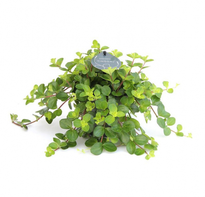 Peperomia rotundifolia [4]