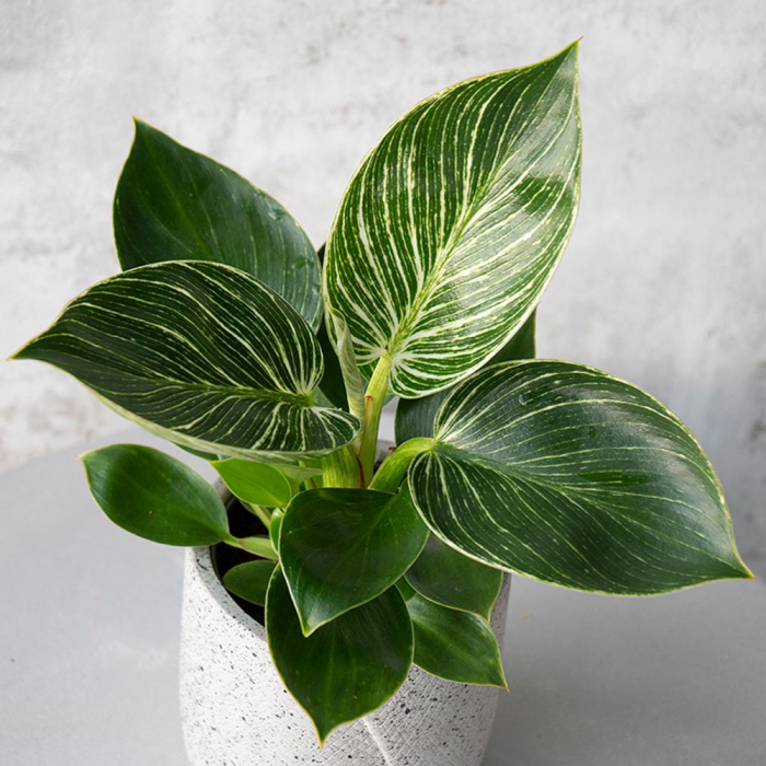 Philodendron BIRKIN / WHITE MEASURE [3]