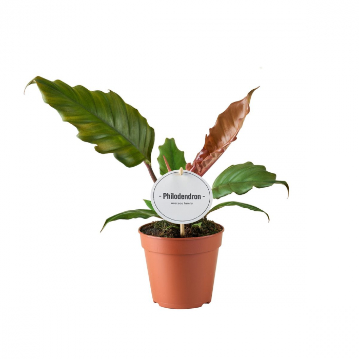 Philodendron 'Choco Empress' [2]