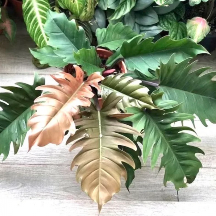 Philodendron 'Choco Empress' [3]