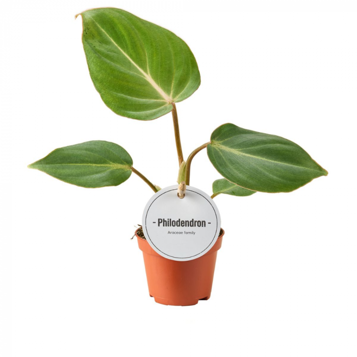 Philodendron Gloriosum în ghiveci – frunze mari, verzi, catifelate [1]