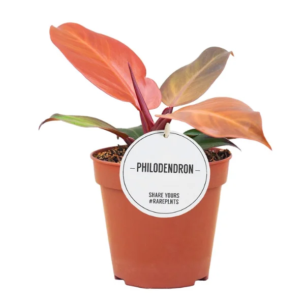 Philodendron 'McColley's Finale' [2]