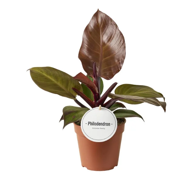 Philodendron 'McColley's Finale' [3]