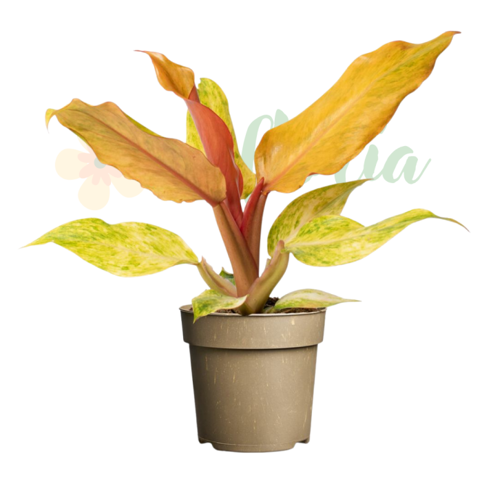 Philodendron 'Orange Marmalade' — cultivar cromatic cu frunze noi portocaliu-roșu aprins maturizându-se prin bronz cupru la verde închis, toate stadiile simultan [2]