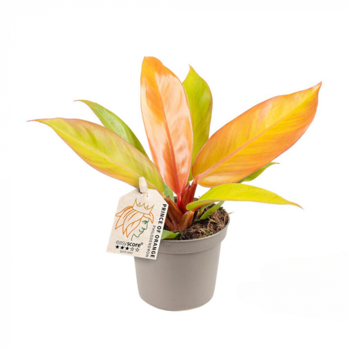 Philodendron 'Prince of Orange' [1]