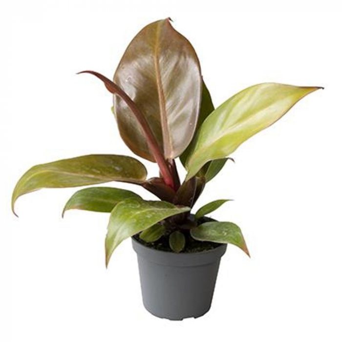 Philodendron 'Prince of Orange' [1]