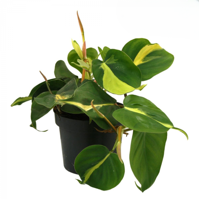 Philodendron scandens 'Brasil' [1]