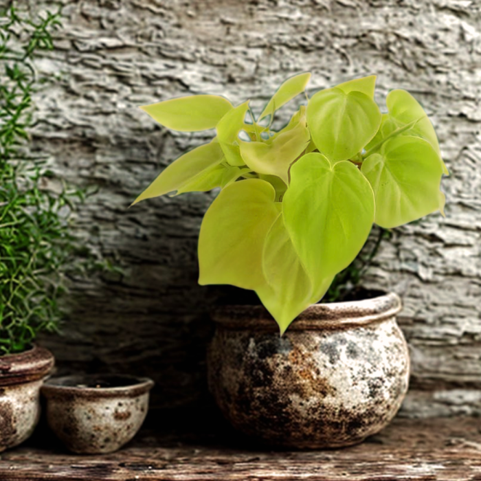 Philodendron Micans Lime în ghiveci, plantă de interior cu frunze verzi catifelate. [2]