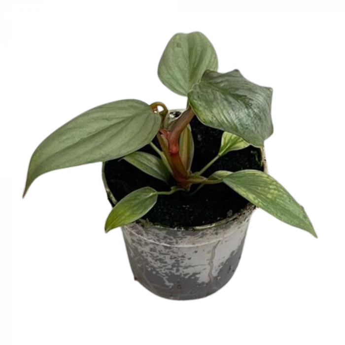 Philodendron sodiroi [1]