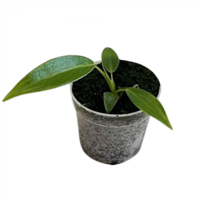 Philodendron spiritus-sancti [1]