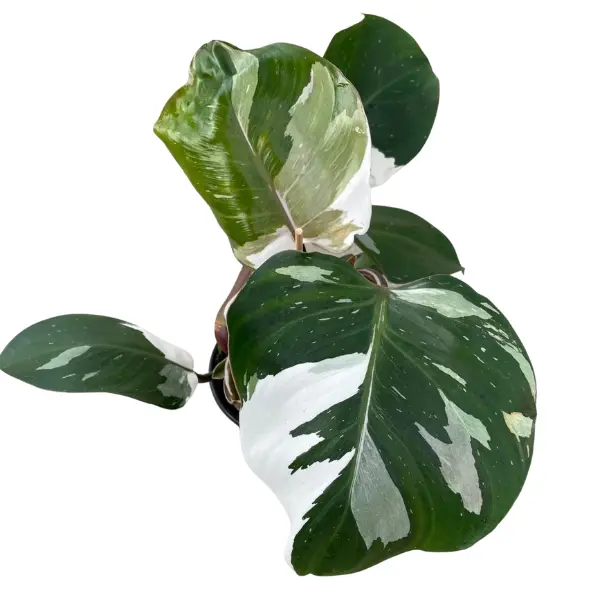 Philodendron 'White Knight' [2]