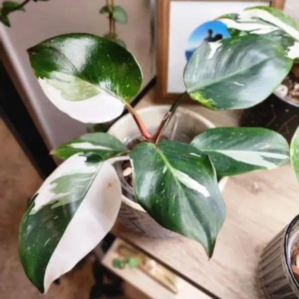 Philodendron 'White Knight' [3]