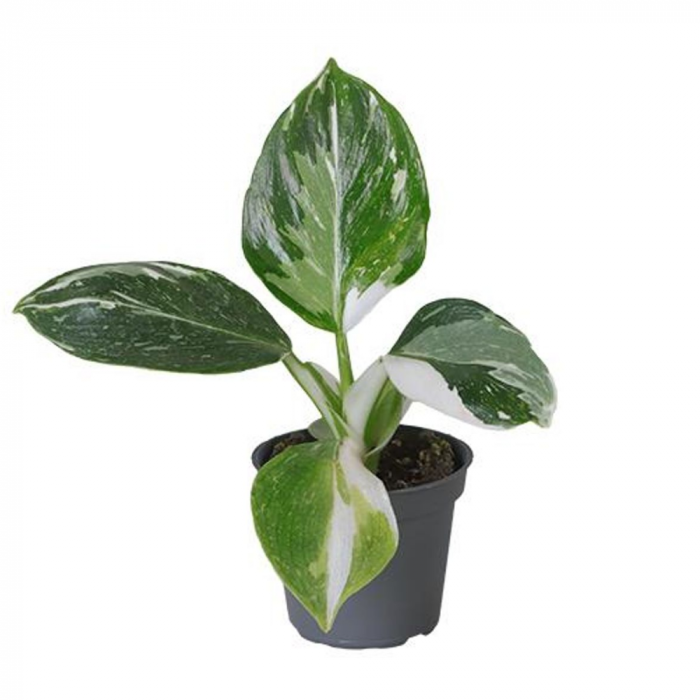 Philodendron White Wizard [1]