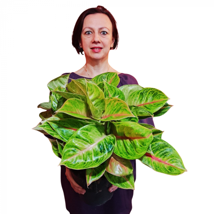 Aglaonema 'Iguana Red' [3]