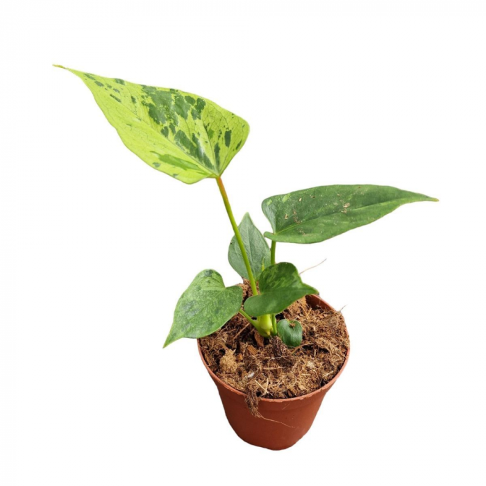Anthurium CAIPIRINHA [1]