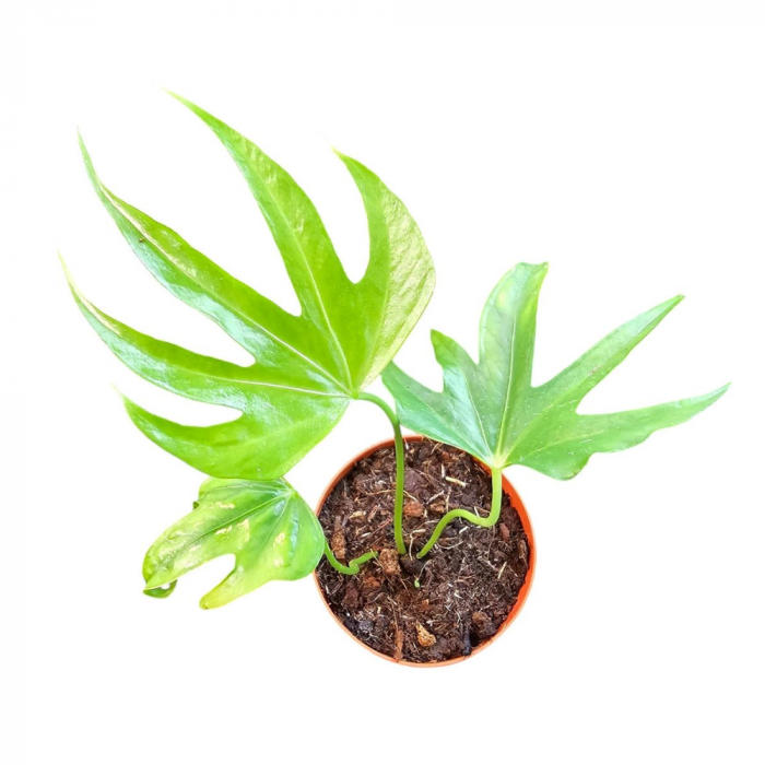 Anthurium pedatoradiatum [1]