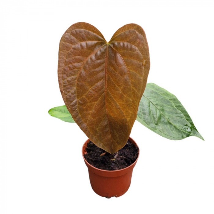 Anthurium Queen of Hearts [1]