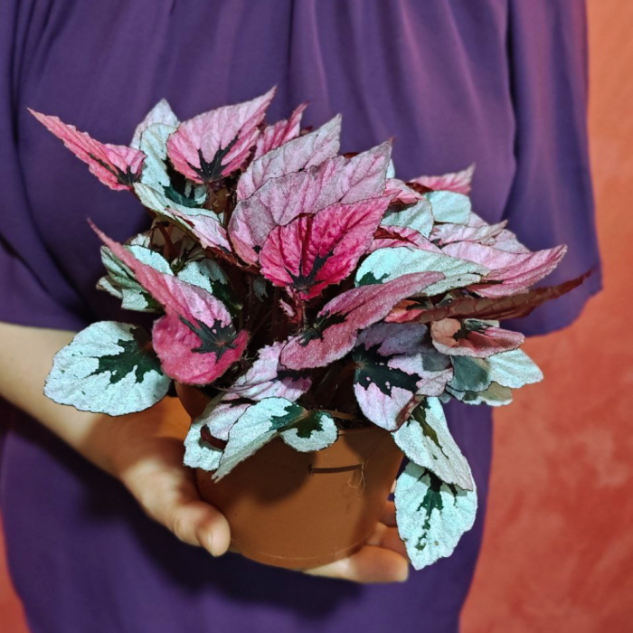 Begonia INDIAN SUMMER [2]