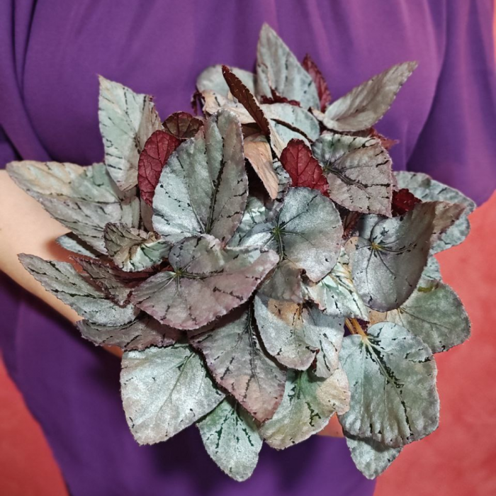 Begonia MAORI HAZE [4]