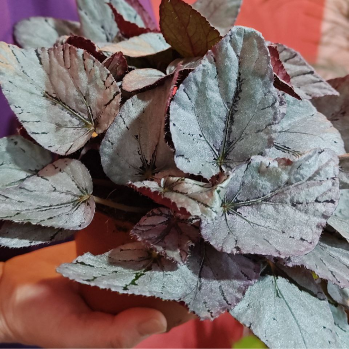Begonia MAORI HAZE [5]