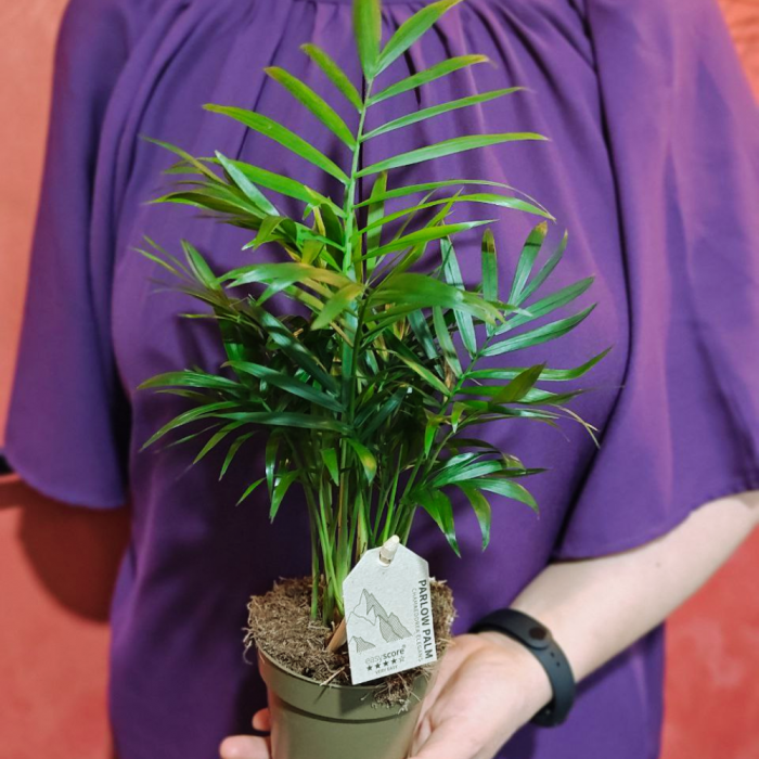 Chamaedorea elegans [2]