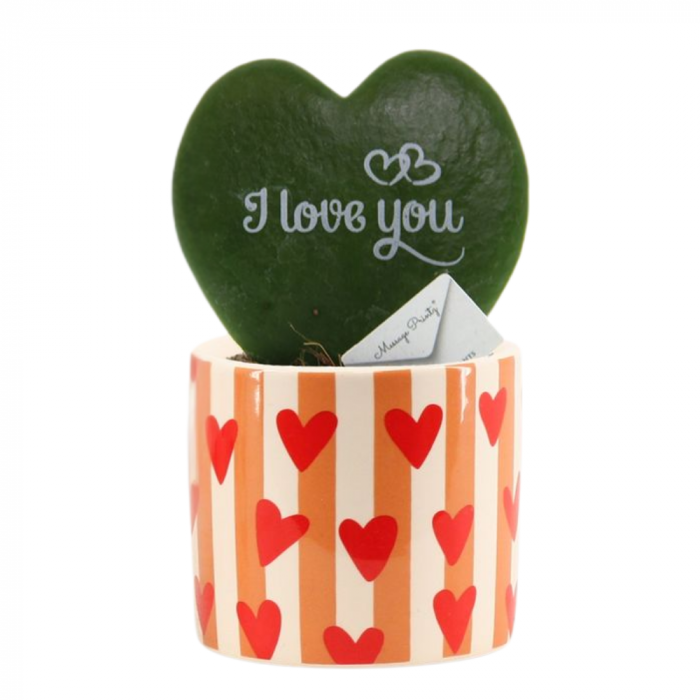 Hoya Kerrii în ghiveci ceramic - I Love You [3]