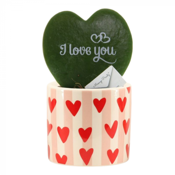 Hoya Kerrii în ghiveci ceramic - I Love You [2]