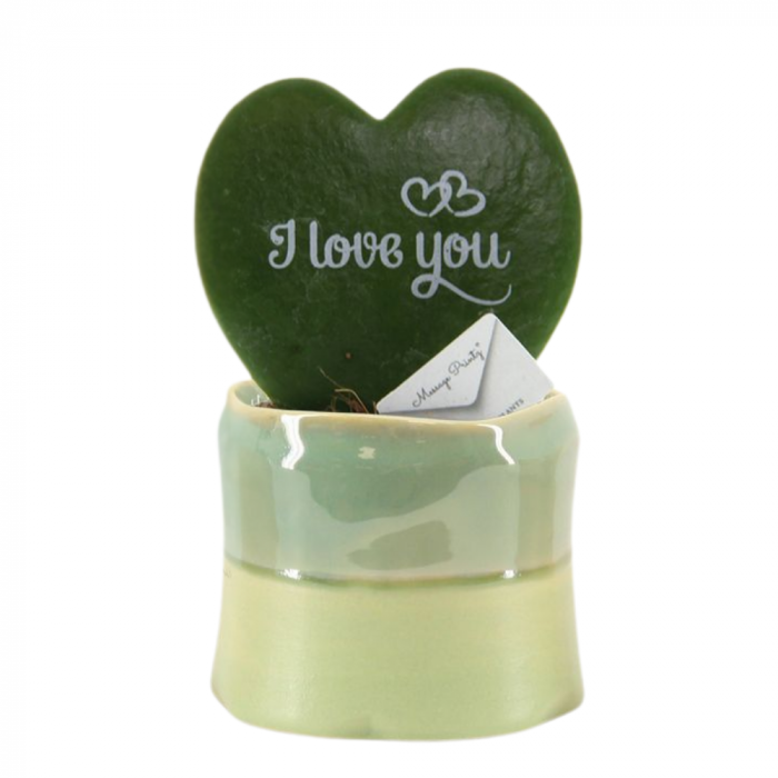Hoya kerrii în ghiveci ceramic - I Love You [2]
