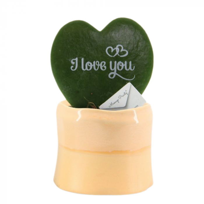 Hoya kerrii în ghiveci ceramic - I Love You [3]