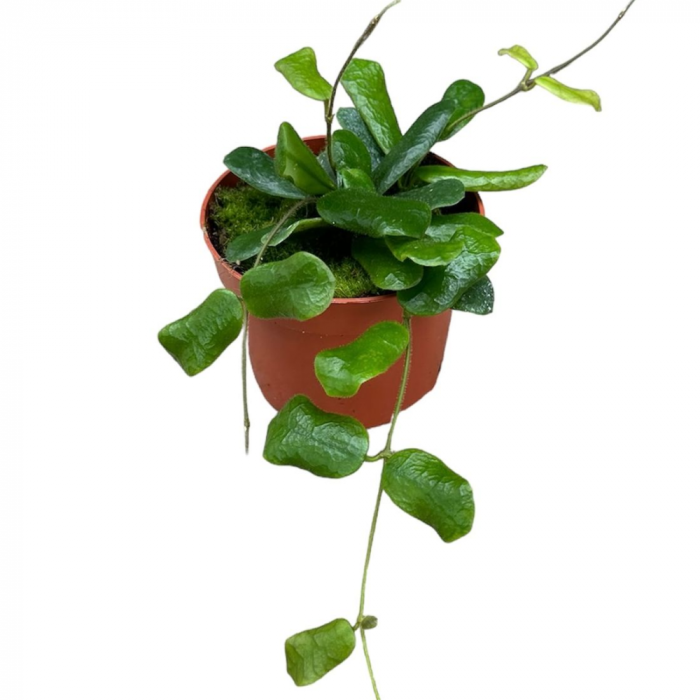 Hoya rotundiflora [2]